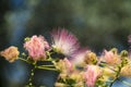 Pink blossom with fine hair