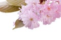 Pink blossom flower with green leaf Royalty Free Stock Photo