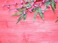 Pink blossom flowers and green bamboo leaves on red wood background Royalty Free Stock Photo