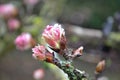 Pink blossom with frost