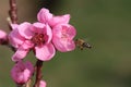 Pink blossom from a fruit tree with flying bee Royalty Free Stock Photo