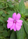 Pink blossom Impatient wallerina flower