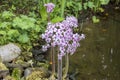 Pink blossom of Indian Rhubarb, Darmera peltata in bog garden.