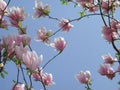 Pink blossom of Magnolia soulangeana Royalty Free Stock Photo