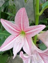 Pink blossom on nature Royalty Free Stock Photo