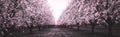 Pink Blossom Orchard in Black and White