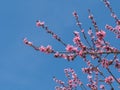 Pink blossom over the blue sky Royalty Free Stock Photo