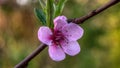 Pink blossom Royalty Free Stock Photo