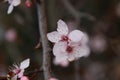 Pink blossom at the prunus Accolade in the spring season