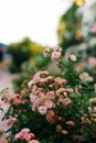 Pink Blossom rose bush in Crimea