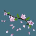 Pink blossom of sakura - Japanese cherry tree branch with flying petals isolated on blue background. Vector illustration Royalty Free Stock Photo