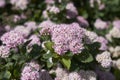 Pink flowers of Spiraea betulifolia