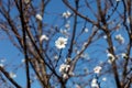 Pink blossom sukura flowers on a spring day in Japan., Beautiful Royalty Free Stock Photo