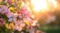 Pink Blossom Sunlight Spring Flowers Nature Royalty Free Stock Photo