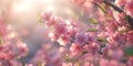 Pink Blossom Sunlight Springtime Floral Background Royalty Free Stock Photo