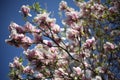 Pink blossom on a tree against a blue sky Royalty Free Stock Photo