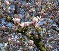 Pink blossom on a tree against a blue sky Royalty Free Stock Photo