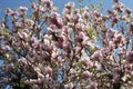 Pink blossom on a tree against a blue sky Royalty Free Stock Photo