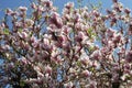 Pink blossom on a tree against a blue sky Royalty Free Stock Photo