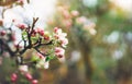 Pink blossom tree on background sun flare in green spring garden, beautiful romantic flowers in nature for card clean space Royalty Free Stock Photo