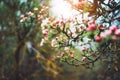 Pink blossom tree on background sun flare in green spring garden, beautiful romantic flowers in nature for card clean space Royalty Free Stock Photo