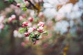 Pink blossom tree on background sun flare in green spring garden, beautiful romantic flowers in nature for card clean space Royalty Free Stock Photo