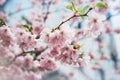 Pink blossom tree on background sun flare in green spring garden, beautiful romantic flowers in nature for card clean space Royalty Free Stock Photo