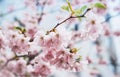 Pink blossom tree on background sun flare in green spring garden, beautiful romantic flowers in nature for card clean space Royalty Free Stock Photo