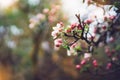 pink blossom tree on background sun flare in green spring garden, beautiful romantic flowers in nature for card clean space Royalty Free Stock Photo