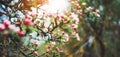 pink blossom tree on background sun flare in green spring garden, beautiful romantic flowers in nature for card clean space Royalty Free Stock Photo