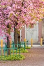 Pink blossomed sakura flowers street Royalty Free Stock Photo