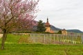 Pink Blossoming Almond Tree at Geilweiler Hof near Siebeldingen, Rhineland-Palatinate, Germany Royalty Free Stock Photo