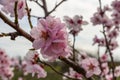 Pink Blossoming Almond Tree at German Wine Route, Rhineland-Palatinate, Germany Royalty Free Stock Photo