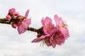 Pink Blossoming Almond Twig at German Wine Route, Rhineland-Palatinate, Germany Royalty Free Stock Photo