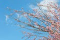 Pink blossoming branches with spring blooming apple tree flowers Royalty Free Stock Photo