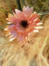 Pink daisy fine art flower photography Royalty Free Stock Photo