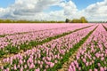 Pink blossoming Dutch tulip fields in springtime Royalty Free Stock Photo