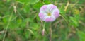 Pink blossoming field bindweed flowers in the county Royalty Free Stock Photo