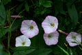 Pink blossoming field bindweed flowers, after rain. close-up Royalty Free Stock Photo