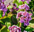 Pink Blossoming Frankincense Flower, Bergenia Crassifolia Closeup Royalty Free Stock Photo