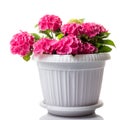 Pink blossoming Hydrangea macrophylla or mophead hortensia in a flower pot isolated on white Royalty Free Stock Photo