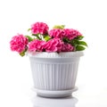 Pink blossoming Hydrangea macrophylla or mophead hortensia in a flower pot isolated on white Royalty Free Stock Photo