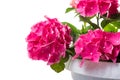 Pink blossoming Hydrangea macrophylla or mophead hortensia in a flower pot isolated on white Royalty Free Stock Photo