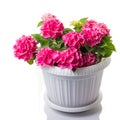 Pink blossoming Hydrangea macrophylla or mophead hortensia in a flower pot isolated on white Royalty Free Stock Photo