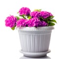 Purple blossoming Hydrangea macrophylla or mophead hortensia in a flower pot isolated on white Royalty Free Stock Photo