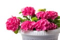 Pink blossoming Hydrangea macrophylla or mophead hortensia in a flower pot isolated on white Royalty Free Stock Photo