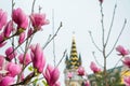 Pink blossoming magnolia flower on magnolia tree in the city