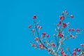 Pink blossoming magnolia flower on magnolia tree in springtime against blue sky