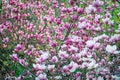 Pink blossoming magnolia trees in the spring garden