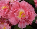 Pink blossoming tulip Aveyron in dutch spring Keukenhof Gardens